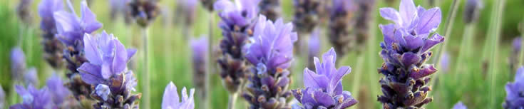 De Tuin in juli - lavendel in bloei